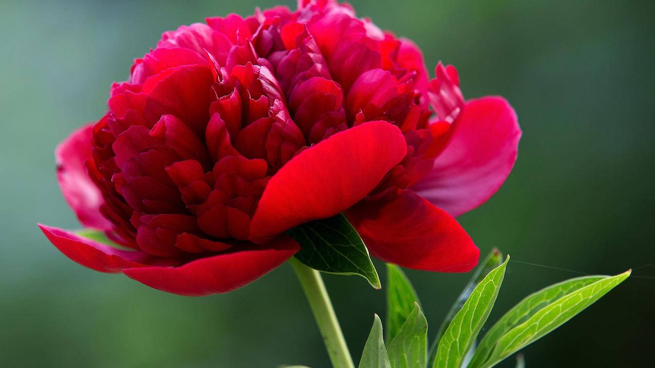 bilbil哔哩哔哩网站 - 卖赞的网站,免费刷赞在线自助平台