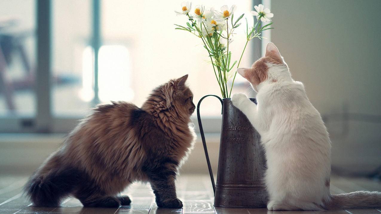 星耀自助下单平台_0.05元买1000赞_黔南卡盟网 - 刷qq个签赞的网站