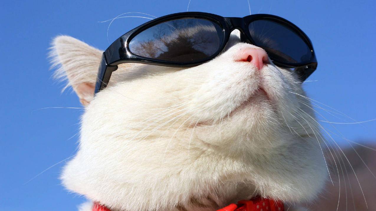 dy业务自助下单台 - 低价QQ代刷平台-诚信带刷-qq刷赞网