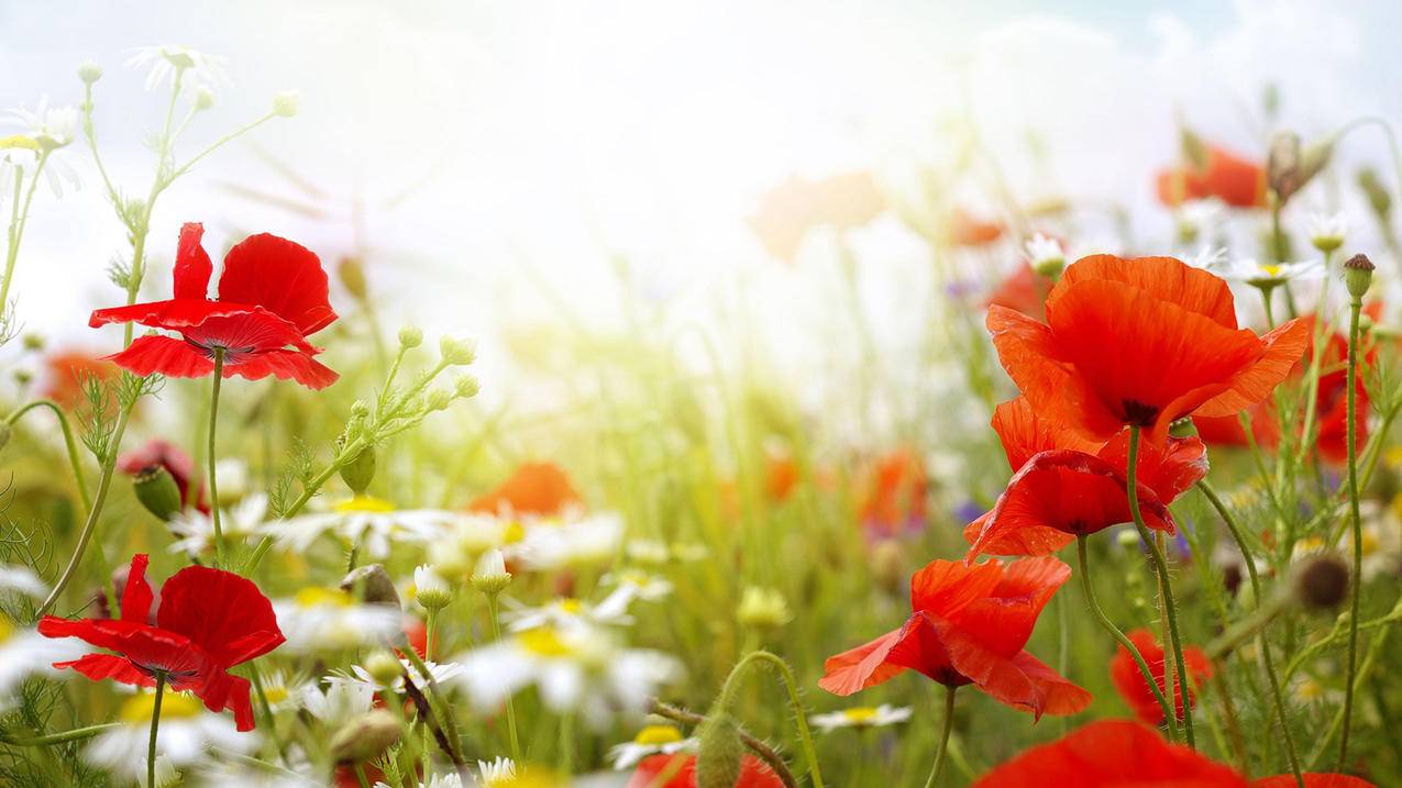 免费刷赞下单平台-刷抖音赞平台全网+最低价啊,抖音免费0.1刷赞,全网代刷24小时自助抖音