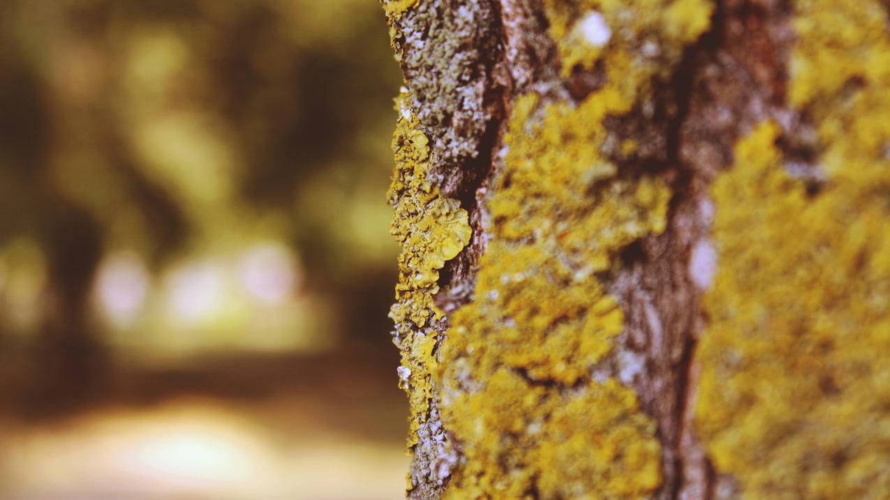 迷你零食封口机成TikTok新宠，400万播放量带火销量！-苹果id平台