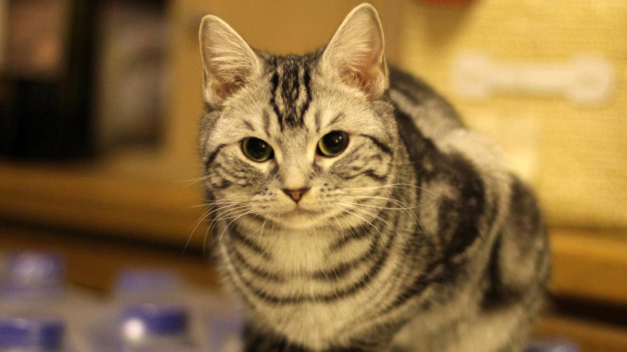 苹果电脑越南apple id在哪里查看（苹果越南ID） - 各区苹果ID - 55dz账号网