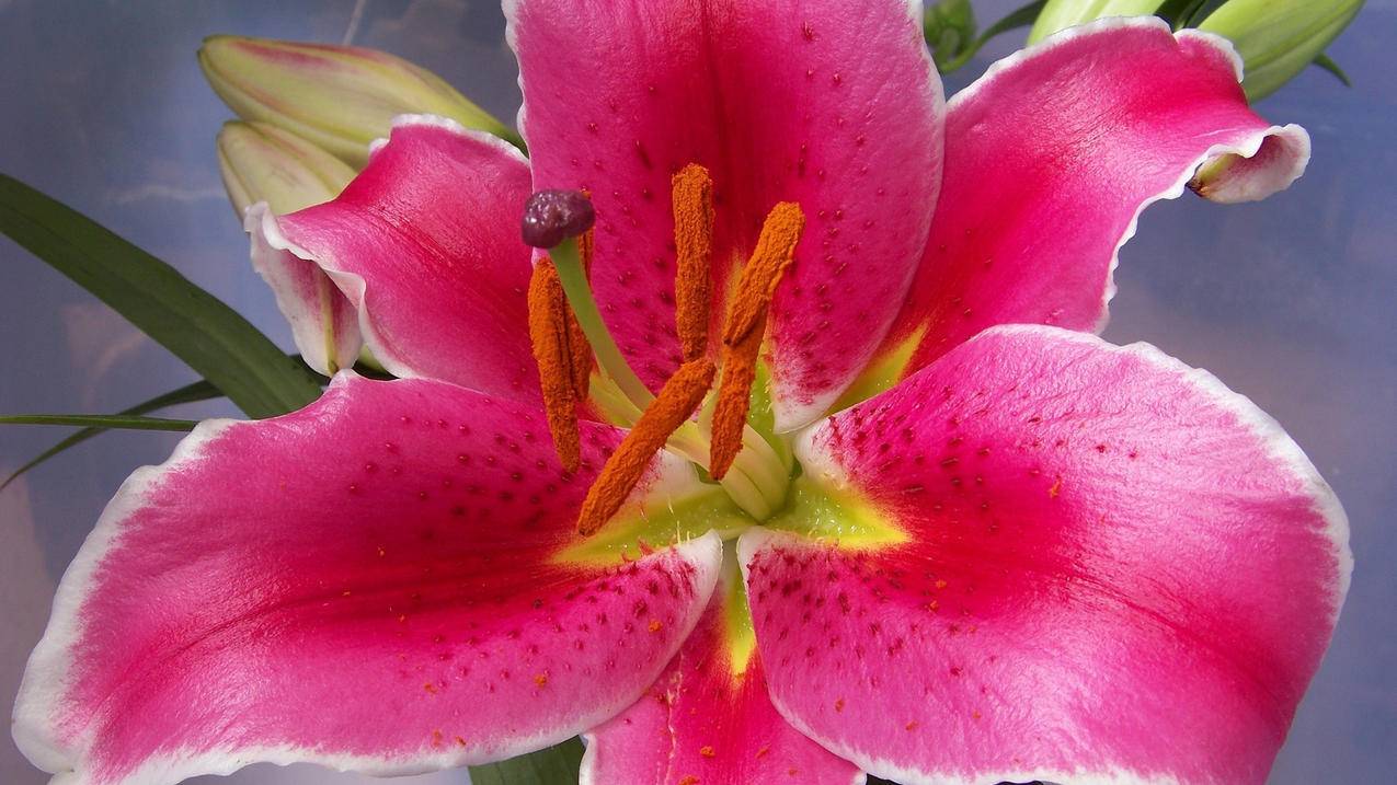 手机版ae特效软件下载安卓版_ae特效官方软件下载 - skype相关 - 55dz账号网