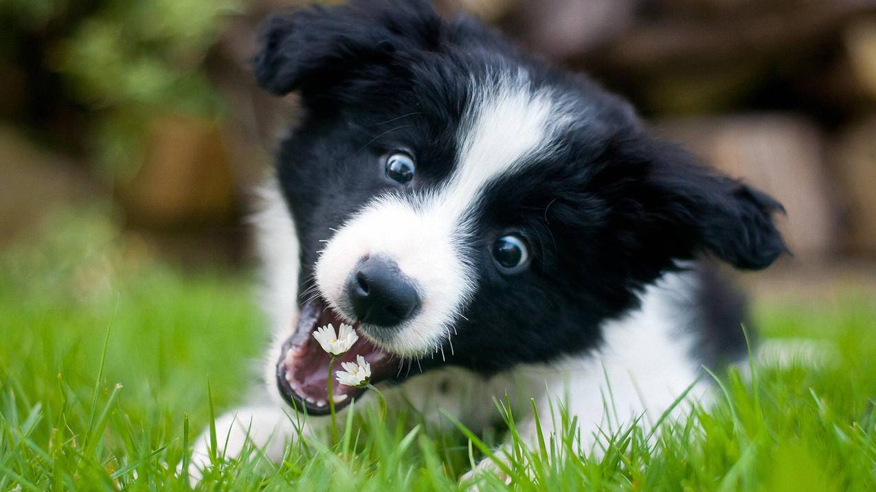 刷球球大作战业务网站,抖音刷活粉丝网站链接,抖音刷赞网站自助下单