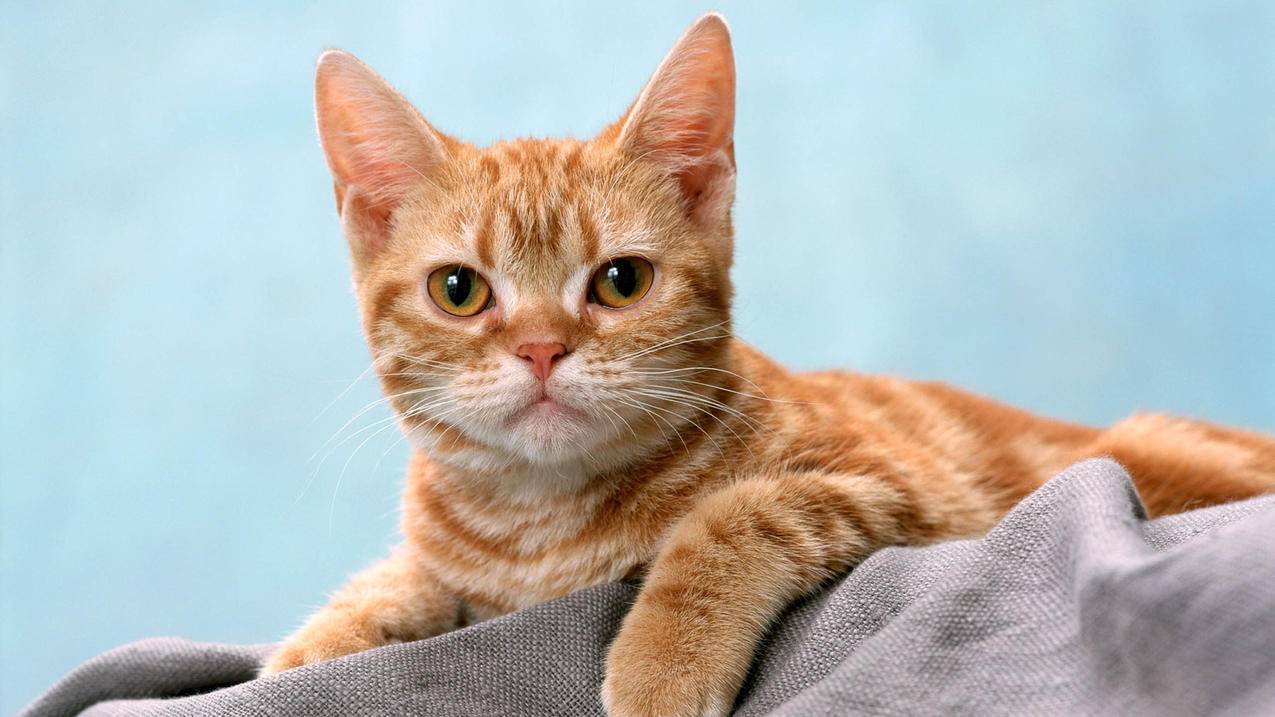 您的菲律宾appleid密码已重设 邮件（您的apple id密码已重设 邮件） - 各区苹果ID - 55dz账号网