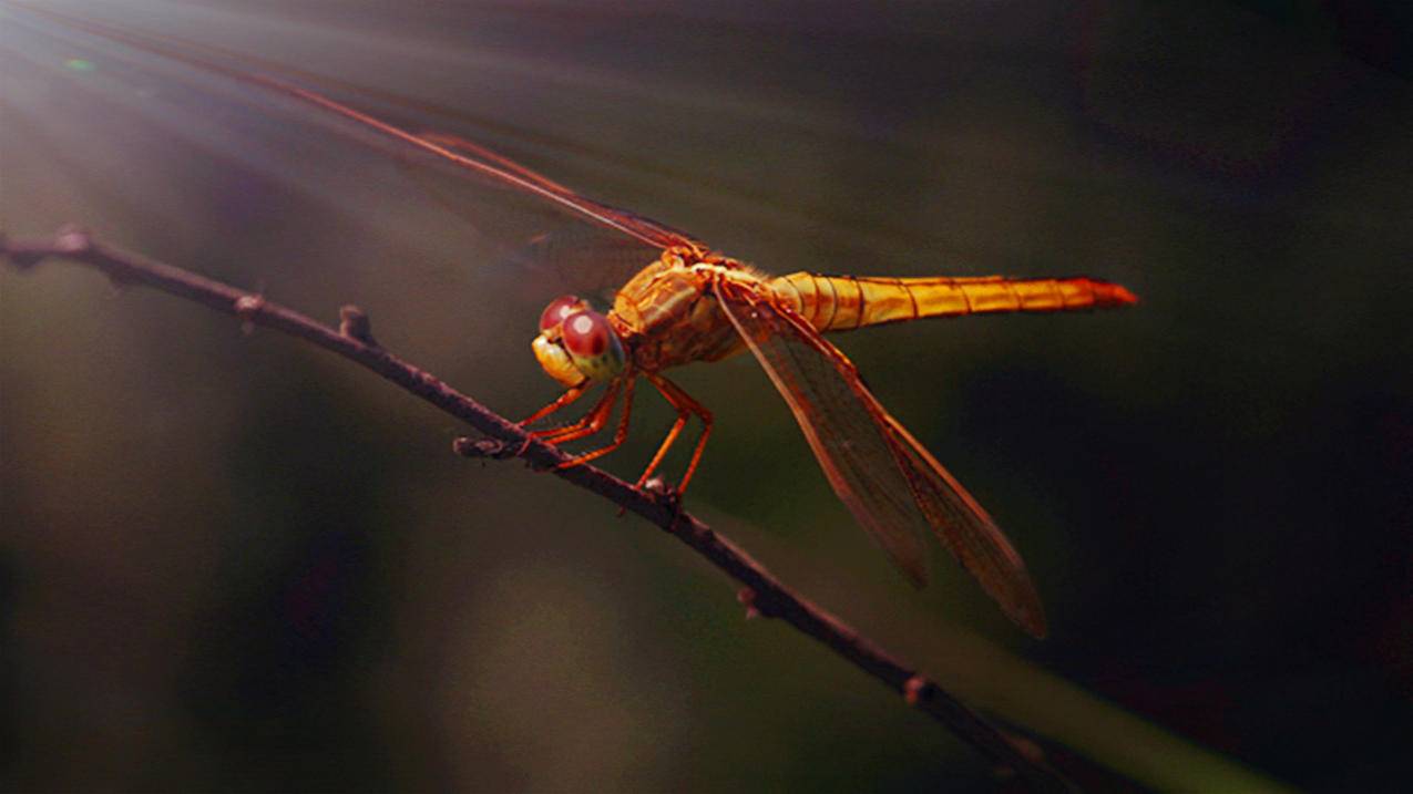 轩染卡盟官网,球球大作战代刷网,快手代刷网墨言代刷网刷粉-qq钻代刷免费