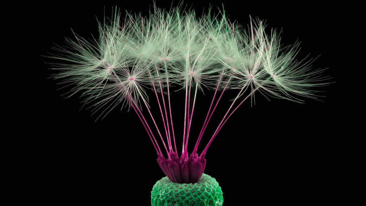 免费ip代理_北京免费ip代理 - 注册外服方法 - 55dz账号网