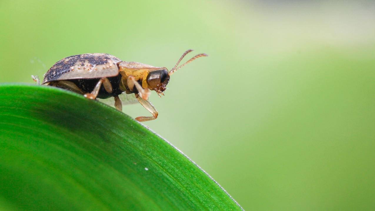 具有三个结点的二叉树有几种形态_3个结点的树和3个结点的二叉树的所有不同形态 - 注册外服方法 - 55dz账号网