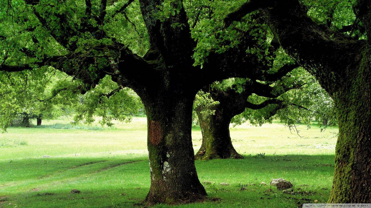 zoom视频会议手机软件下载手机版_zoom视频会议软件下载手机版587 - zoom相关 - 55dz账号网