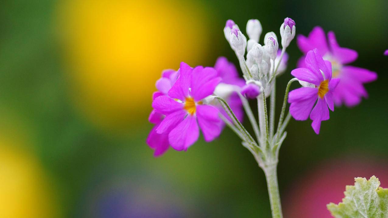 火箭加速器下载破解版_火箭加速器下载破解版安卓 - 注册外服方法 - 55dz账号网
