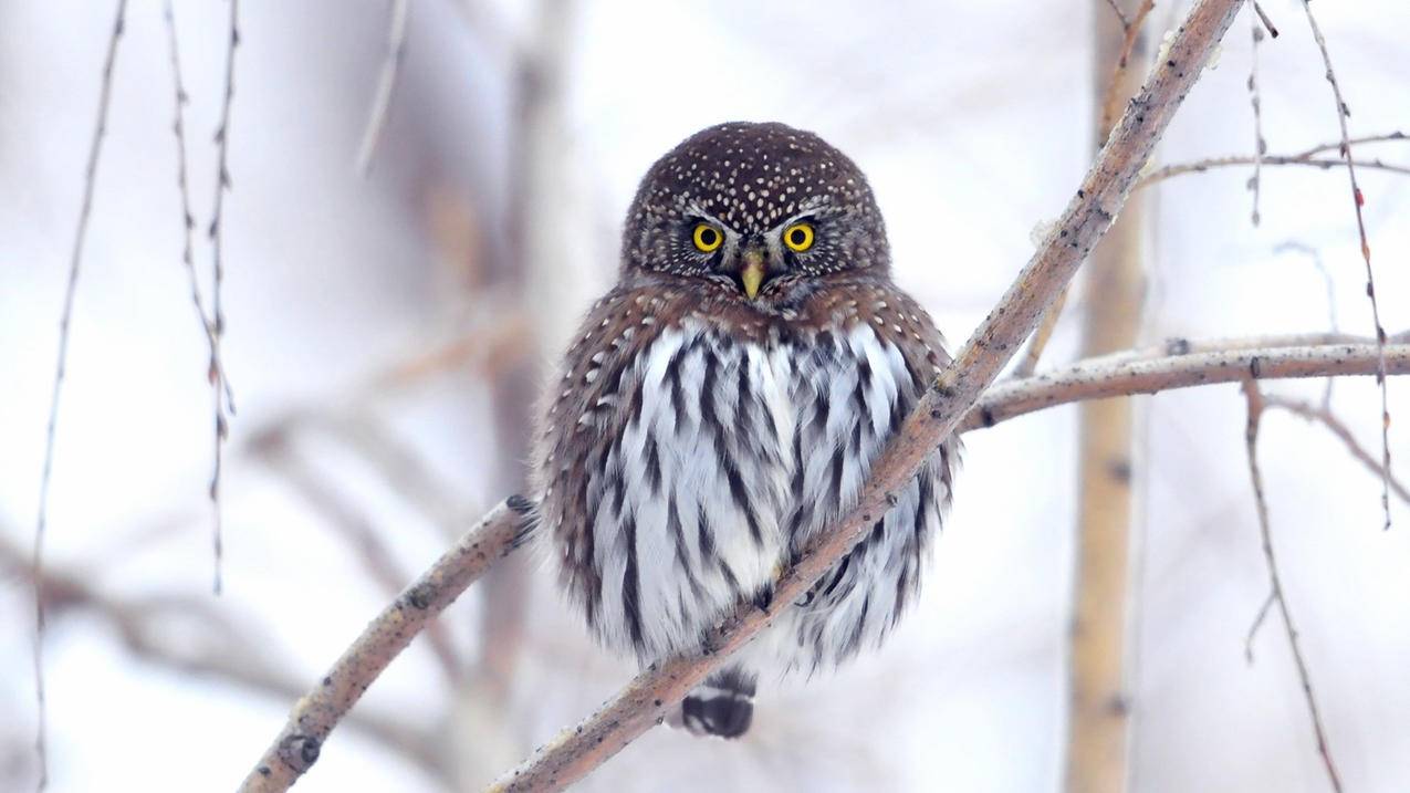 拼多多砍价网址怎么恢复-dy业务网