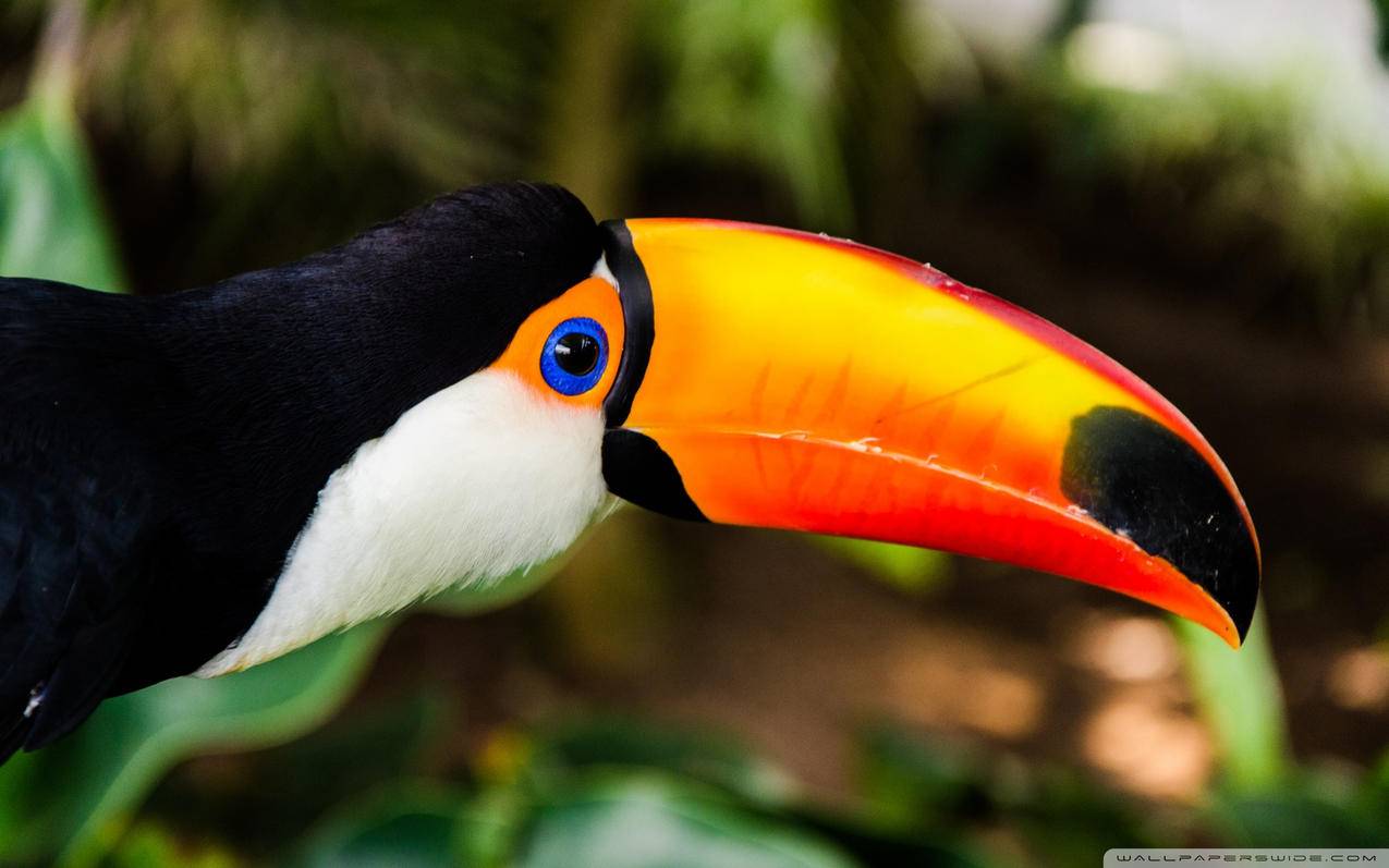 qq刷赞说说评论 - 彩虹qq刷赞网站,qq真人赞平台,低价qq号购买平台