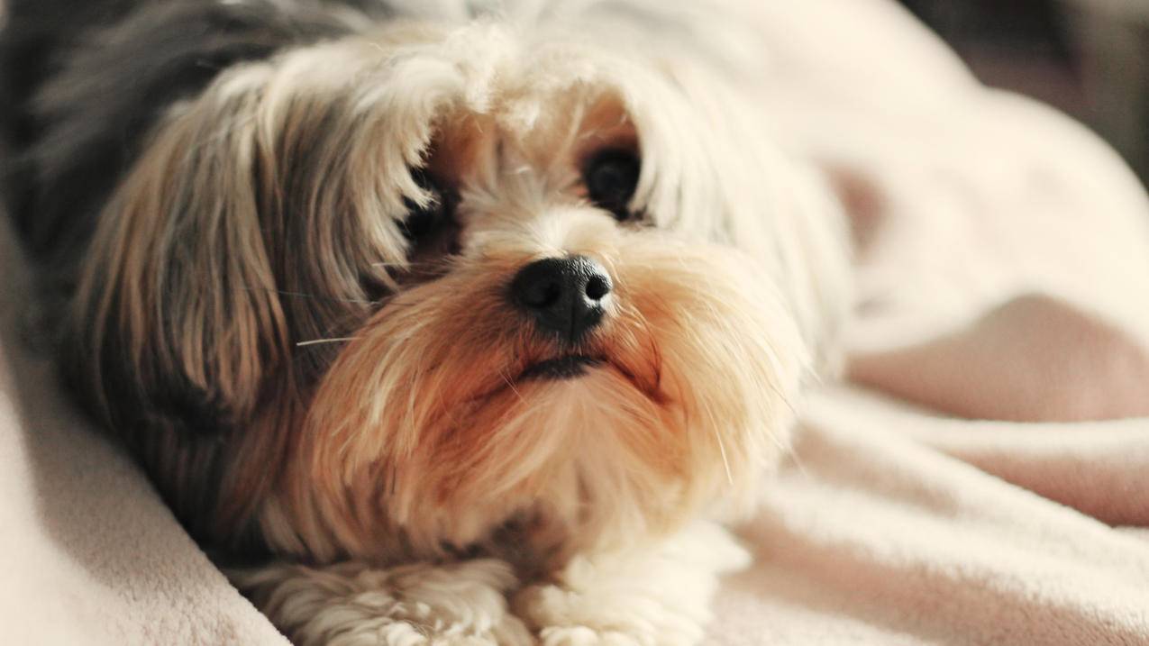 notability怎么命名_notability怎么编号 - IOS分享 - 55dz账号网