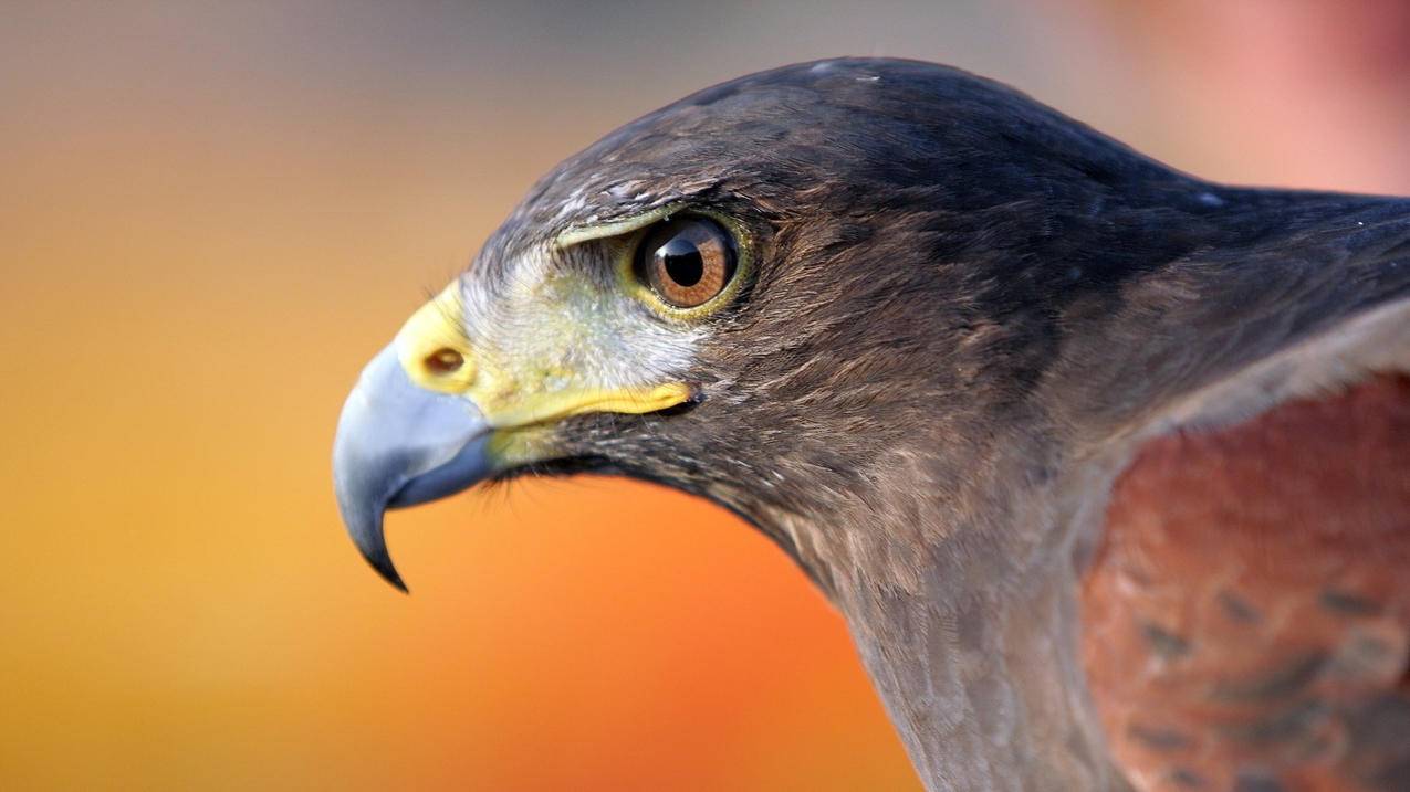 nba2kol经典麦迪和经典科比_nba2kol经典麦迪怎么样 - IOS分享 - 55dz账号网