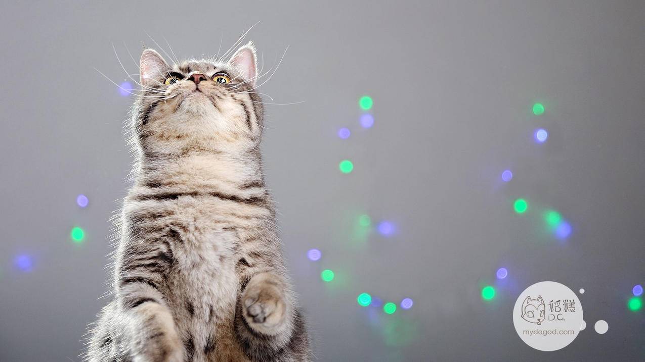 怎么打开google网站如何打开google网站  ( 如何在国内使用Google浏览器? ) - 55dz账号网