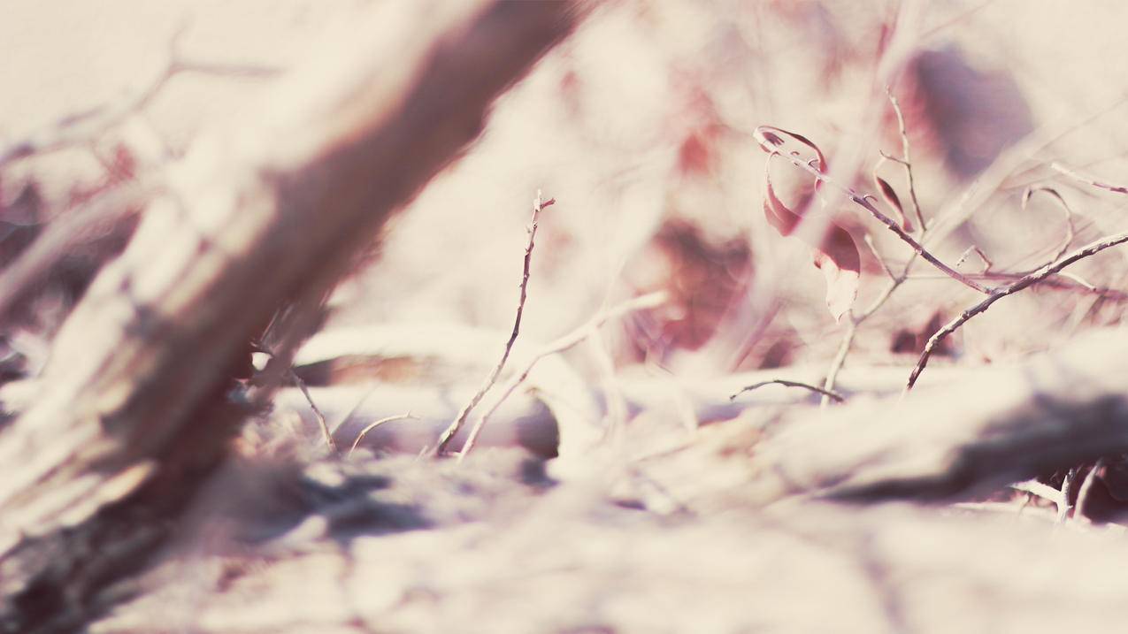 苹果企业开发者账号申请攻略（2020最新—最详细） - Apple ID相关 - 55dz账号网