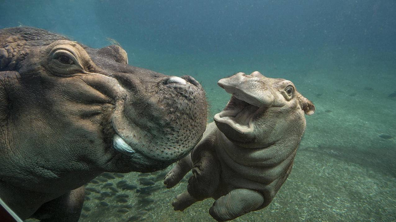 小火箭共享账号每天更新  ( ios小火箭怎么用 ) - 55dz账号网