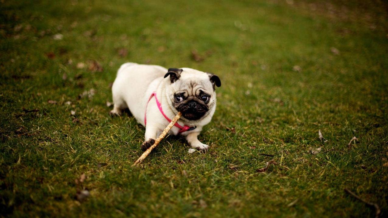 如何选择适合的小学数学试卷？ - 小学教育 - ks24小时自助