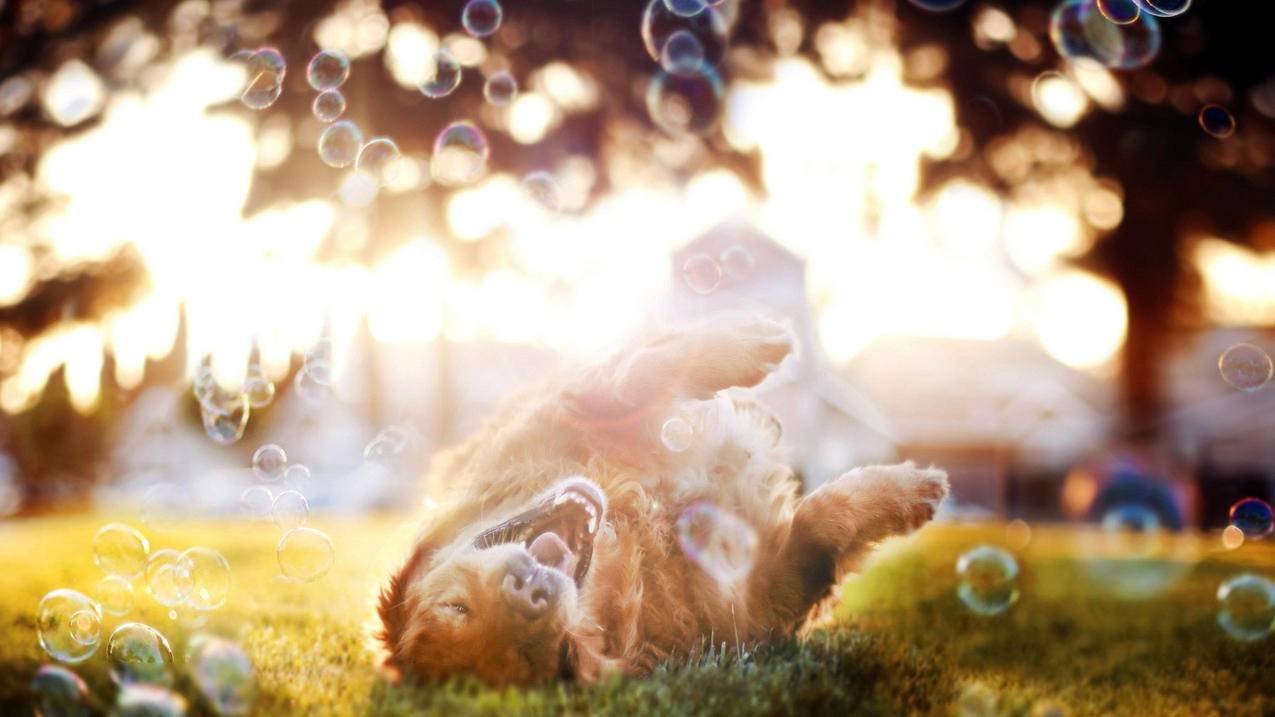 苹果id验证次数太多了怎么办_苹果id一天验证好几次 - 各区苹果ID - 55dz账号网