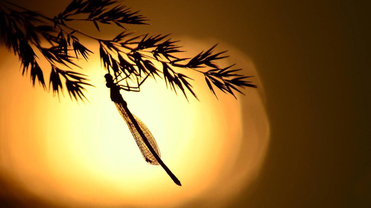 越南苹果id后面的那几个字母是什么 - 各区苹果ID - 55dz账号网