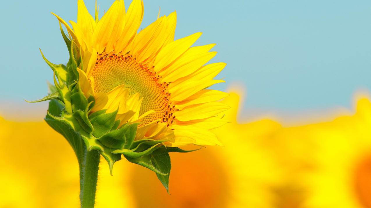 苹果ID怎么取消支付宝支付? ， 怎么取消苹果支付设置  - 55dz账号网