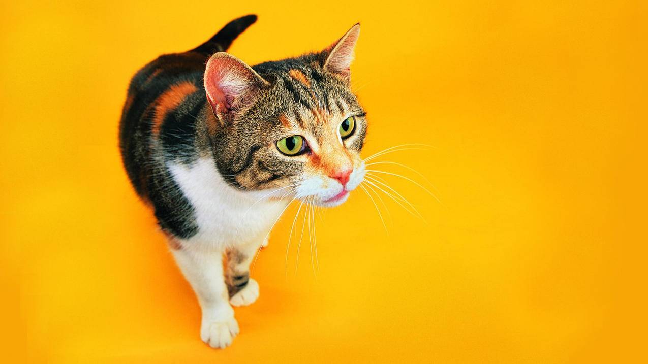 查询越南appleid登陆的设备（越南apple账号） - 各区苹果ID - 55dz账号网