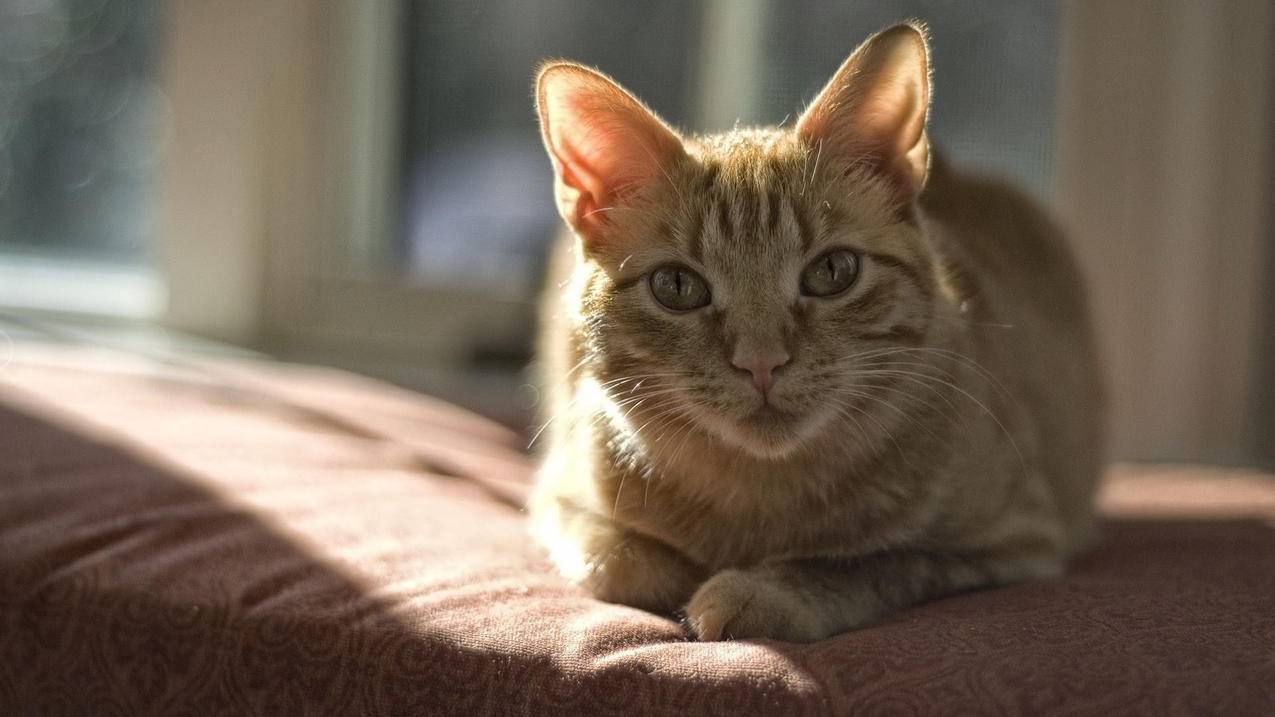 苹果id一直退不了_苹果ID退不了什么情况 - 各区苹果ID - 55dz账号网