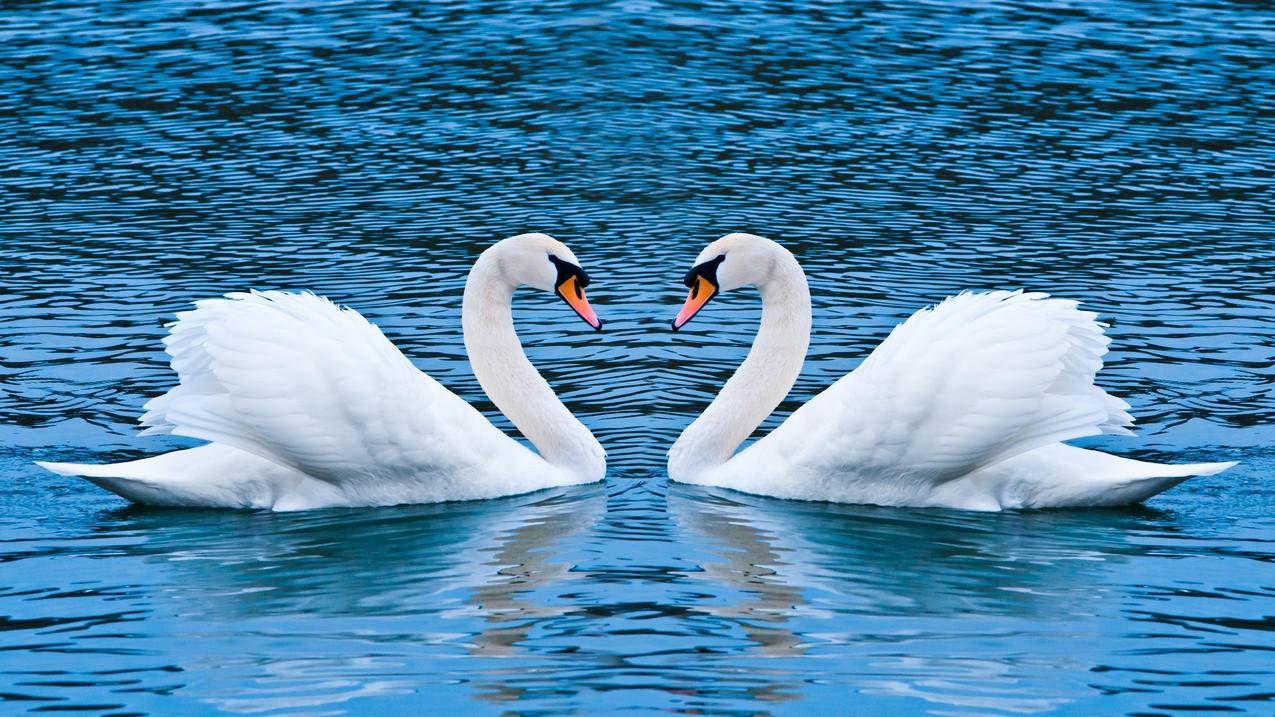 钉钉群文件下载不了_钉钉群的文件怎么下载 - skype相关 - 55dz账号网