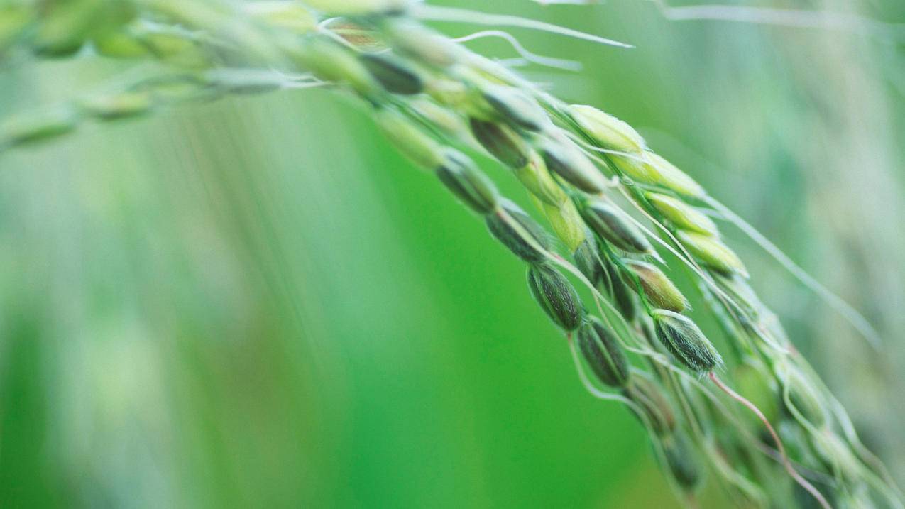 新建的台湾苹果id为什么下载不了软件ll_新注册苹果id下载不了软件怎么办 - 台湾苹果ID - 55dz账号网