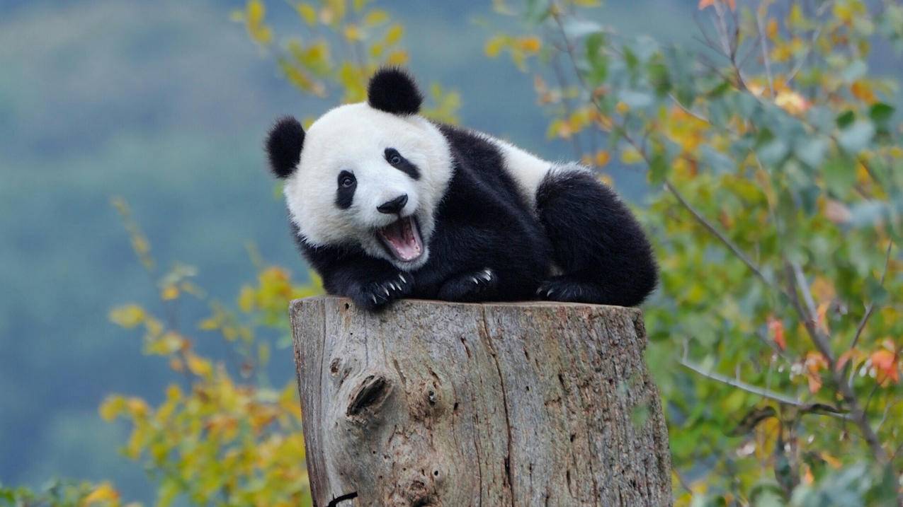 豪代刷网 - 说说赞10个免费网站,名片赞免费,qq空间在线刷免费人气网站