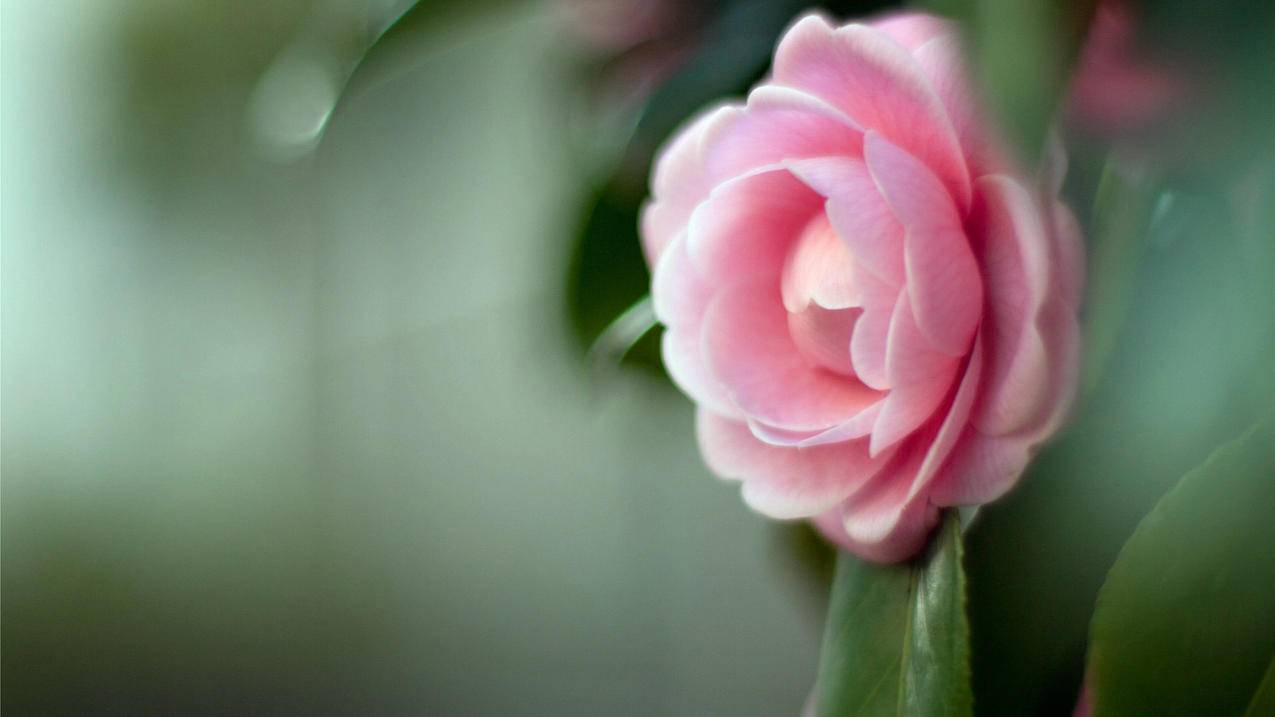 全网最低QQ空间业务平台 - 快手新申请的号很容易热门,快手一元1000播放,抖音快手免费刷赞,快手刷双击网址在线