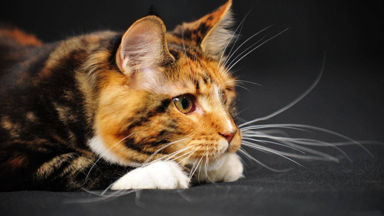 千川如何代投账号？ - 低价业务 - dy业务网