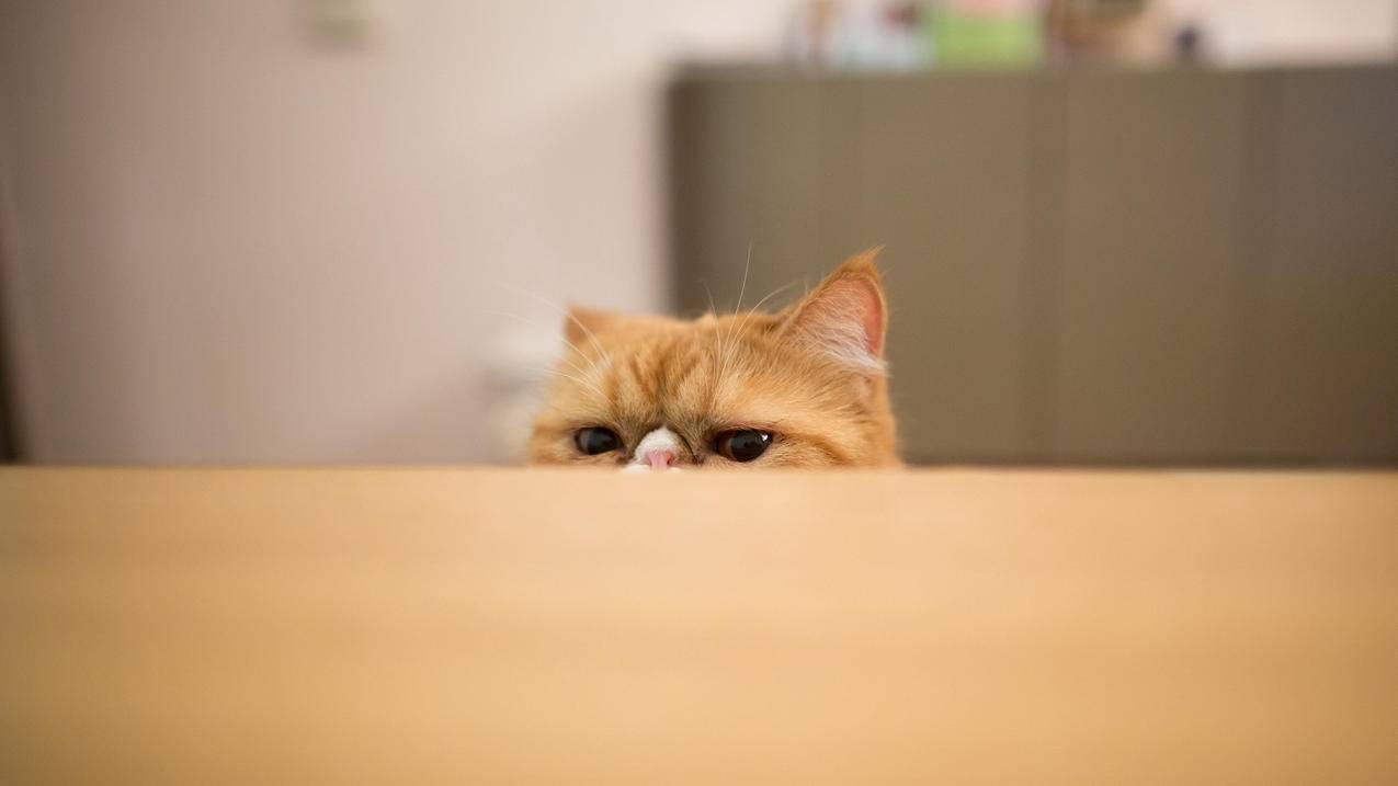 苹果手机忘记id密码了怎么退出账号? ， 苹果id密码忘记了怎么重新设置  - 55dz账号网