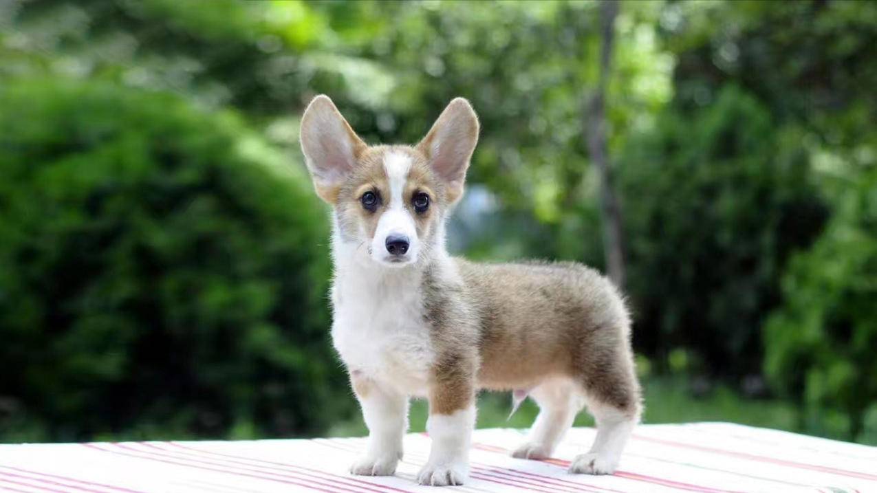 免费抖音双击赞网站 - 在线去水印视频解析网址免费-一元十万个赞-24小时低价自助下单平台免费