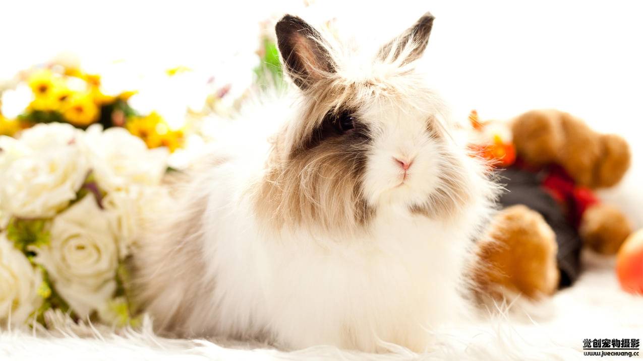 手机google怎么设置默认浏览器  ( 怎么把手机浏览器默认改成chrome ) - 55dz账号网