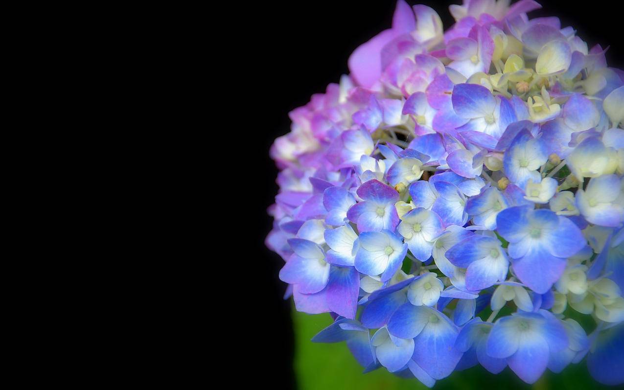 ks死粉丝自助下单平台网站-低价快手刷赞业务,快手买赞的软件,快手刷赞赞网站在线,qq刷赞一毛一万在线刷