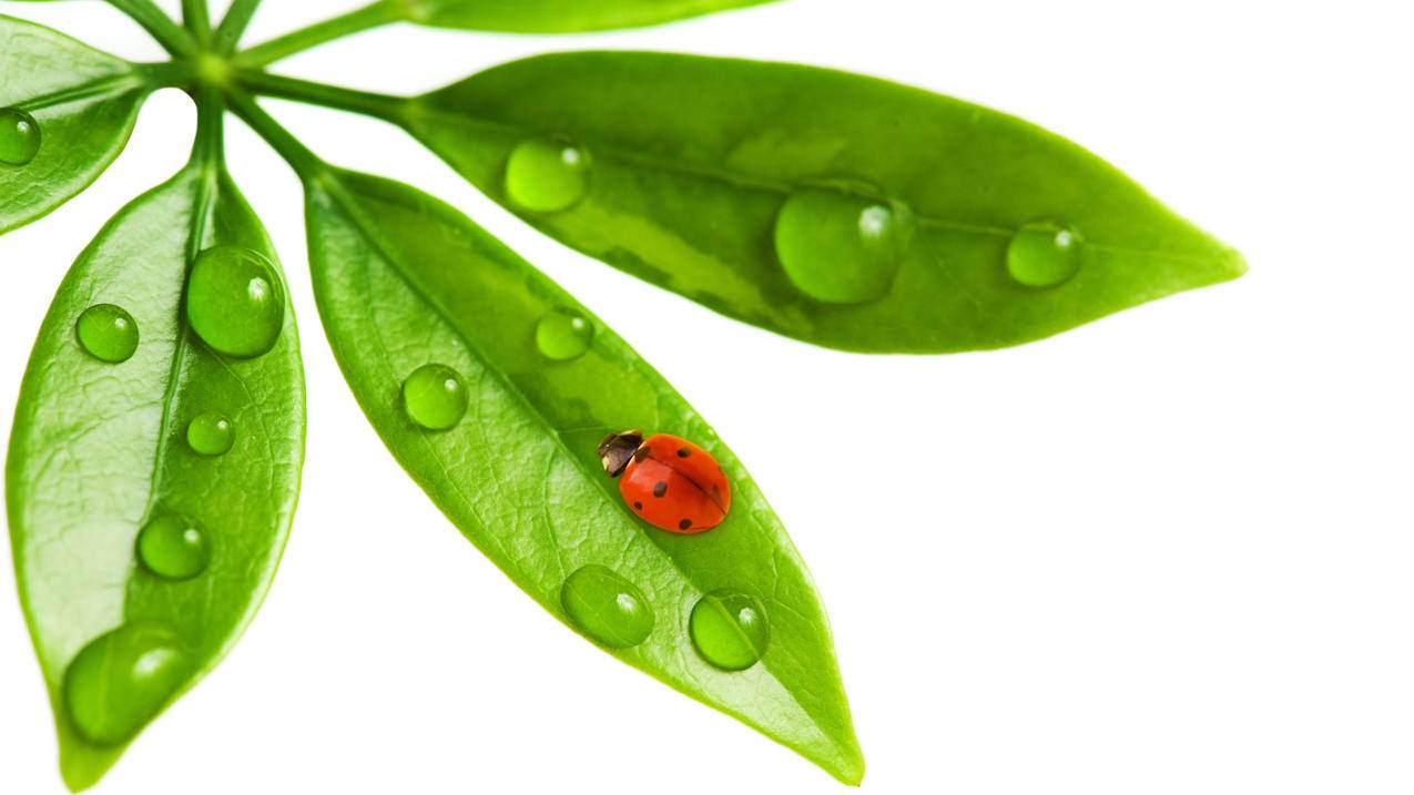 抖音rules什么意思-dy业务网