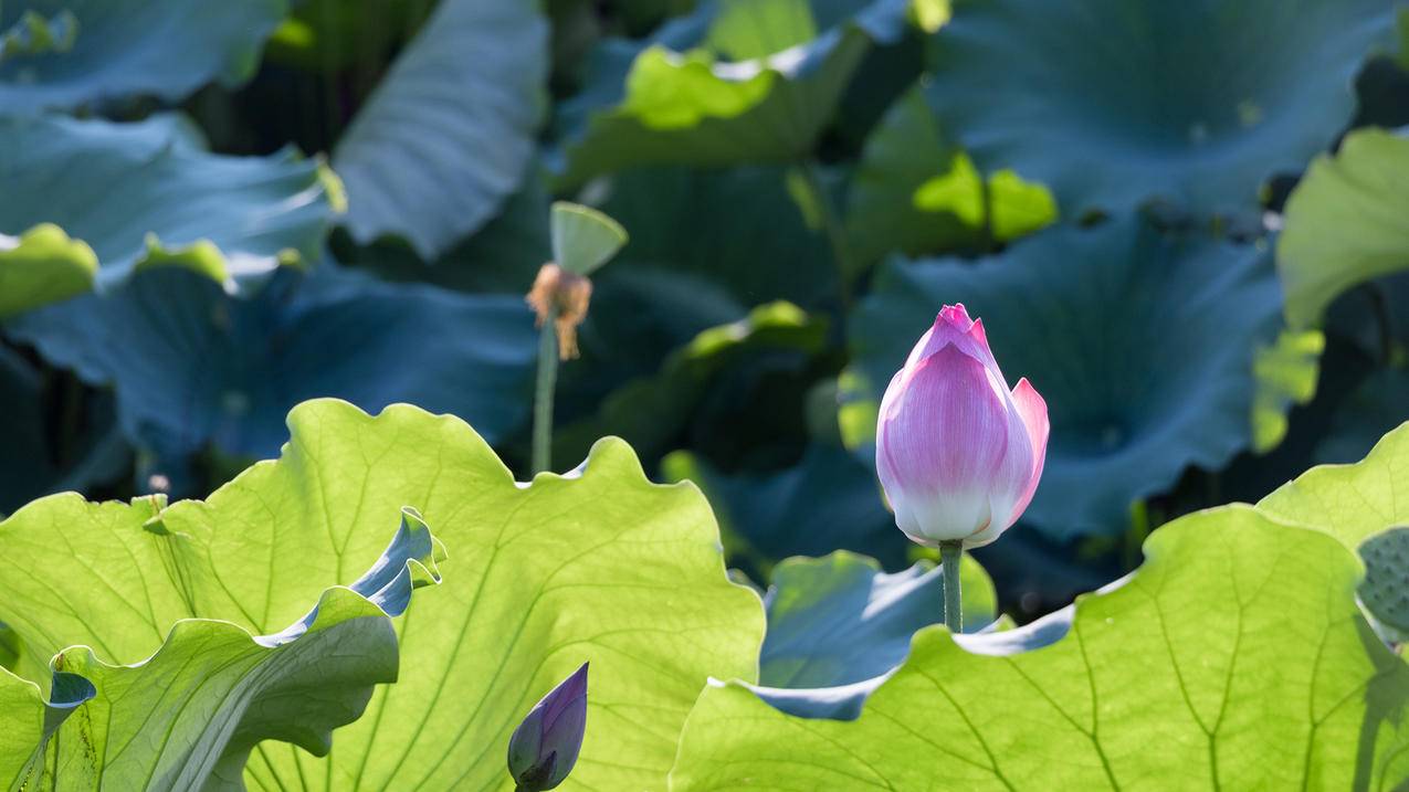 如何启用cameraRaw编辑功能_未启用cameraraw编辑功能 - messenger相关 - 55dz账号网