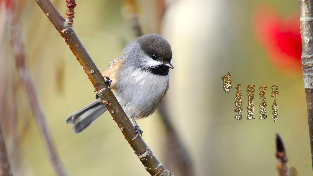 快手人气代刷 - 免费刷抖音,全网超低价刷qq业务平台0.1,一元一百万QQ名片赞,快手24小时自助下单平台