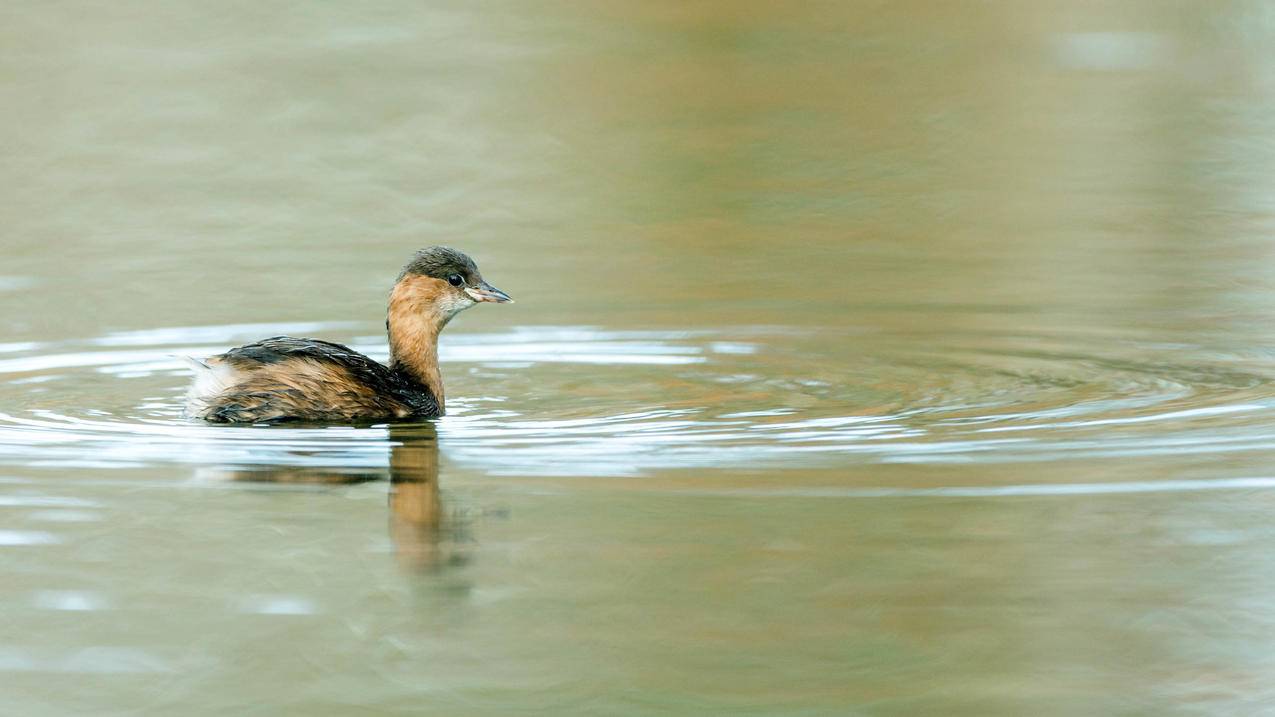 如何锁别人的苹果id_怎么锁别人的iphone - 各区苹果ID - 55dz账号网