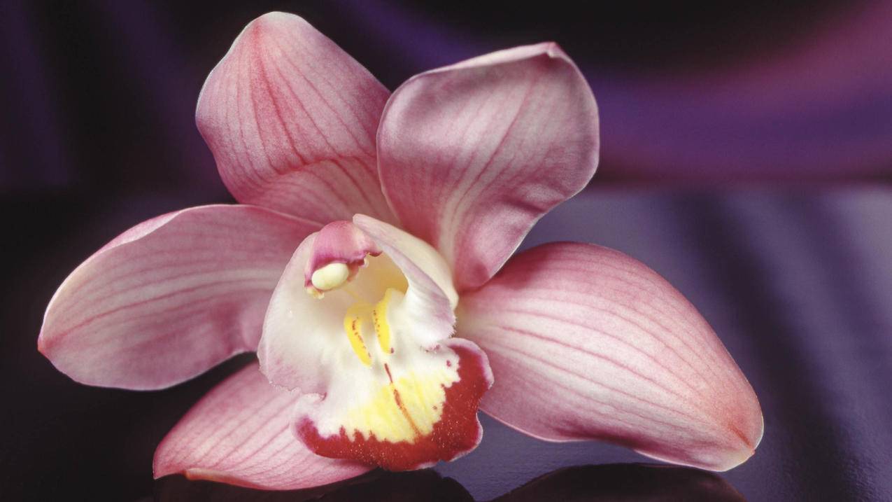 抖音自助代刷平台-QQ刷赞软件带刷网-代刷网qq说说赞,伐刷网拼多多砍