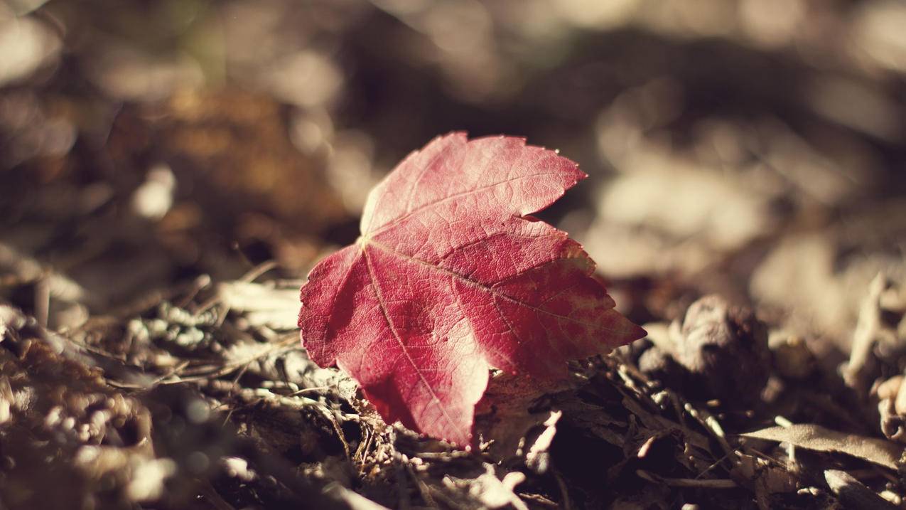快手业务平台 - 快手刷赞下单秒刷,快手一元一千粉丝