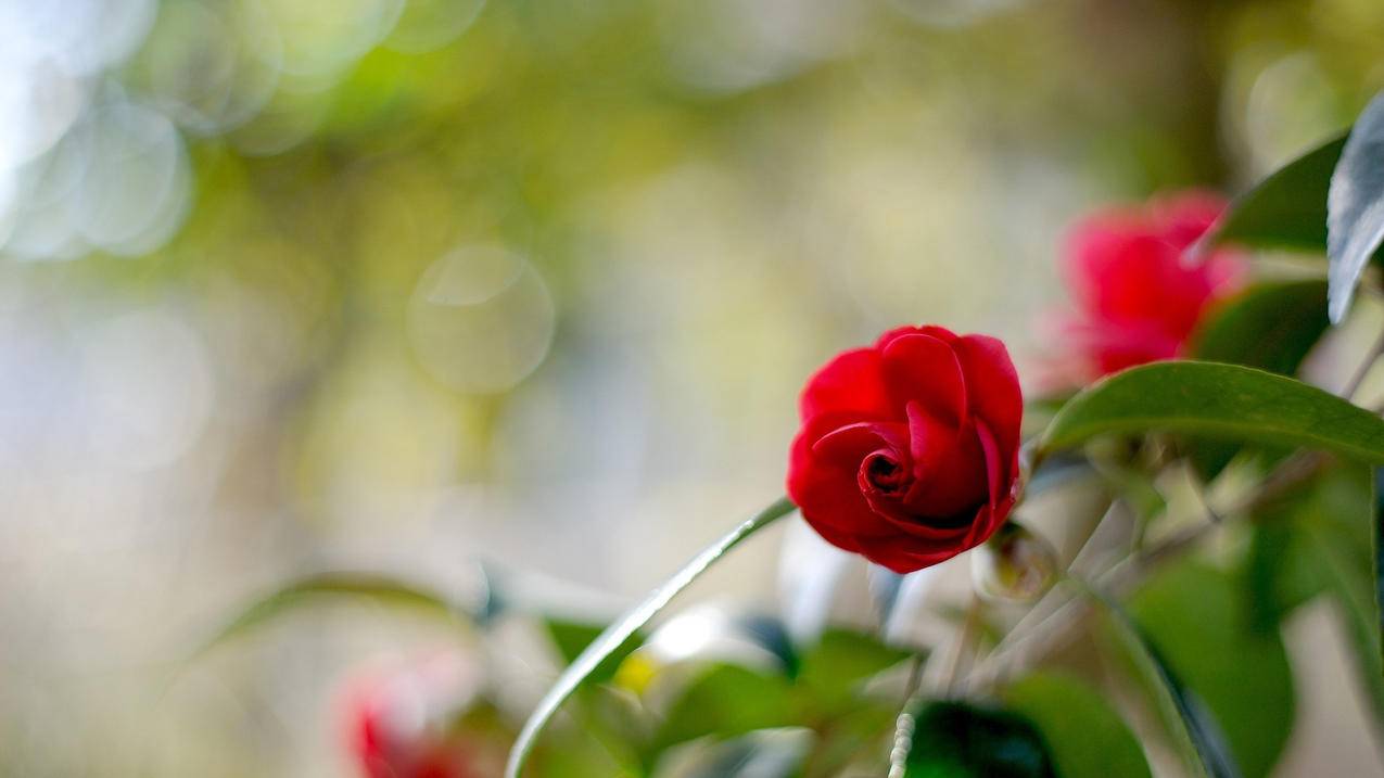 苹果手机小火箭怎么续费  ( 淘宝买小火箭节点搜索什么 ) - 55dz账号网