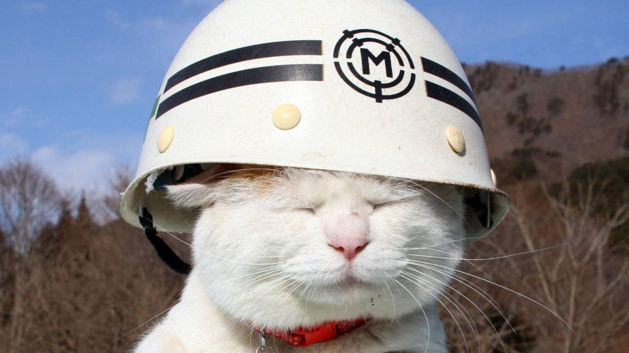 为什么不能用谷歌账号授权tiktok_谷歌不给华为授权 - 苹果APP下载 - 55dz账号网