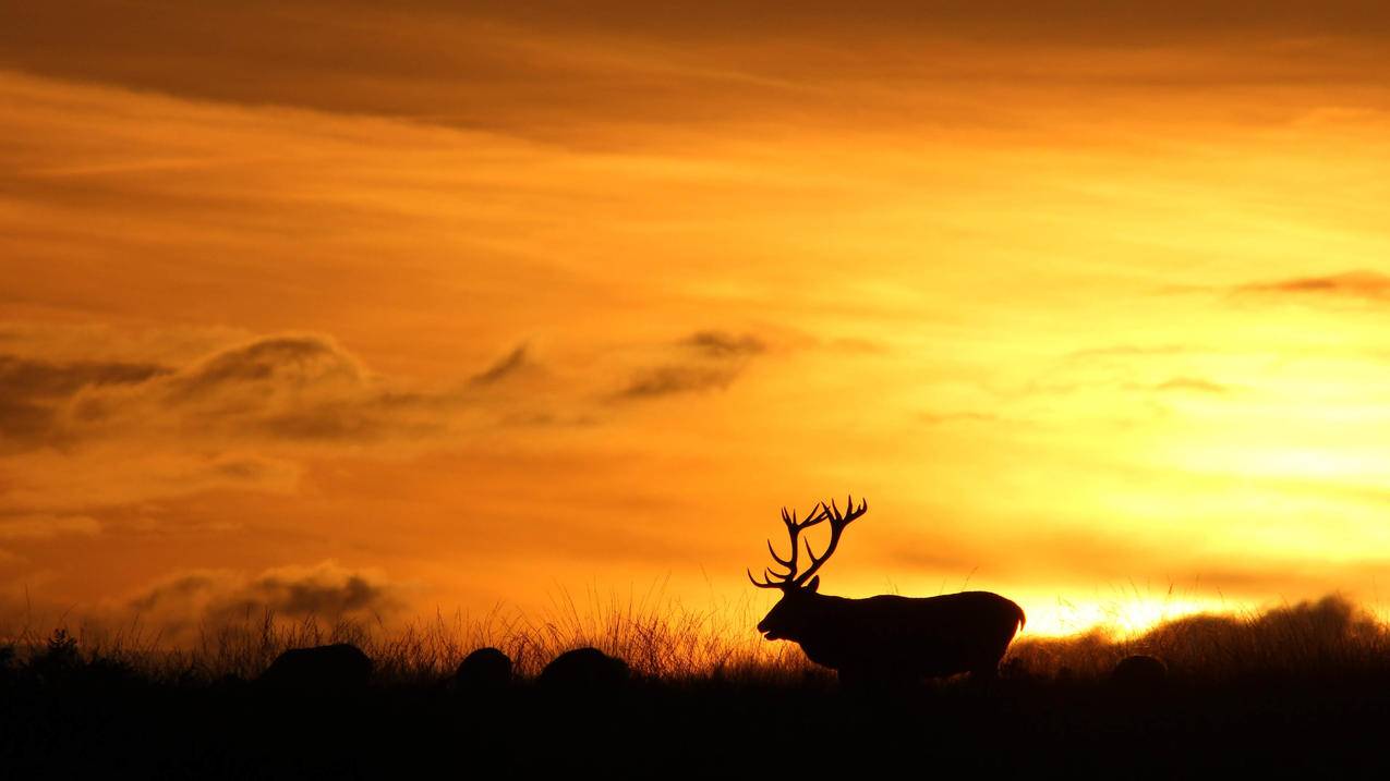 Zoom最新版本下载_zoom免费版下载 - gmail相关 - 55dz账号网