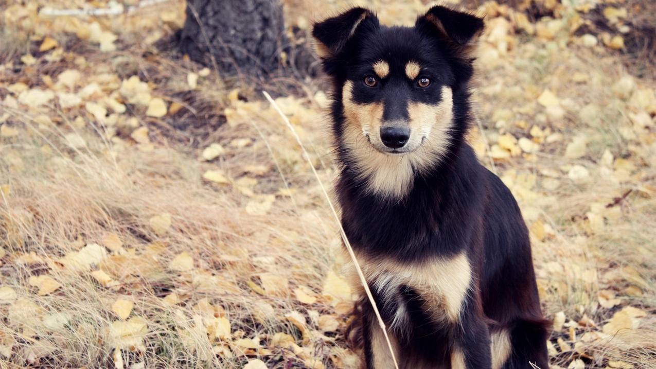 nba2k20盖伊投篮包_nba2k21盖伊投篮包 - IOS分享 - 55dz账号网