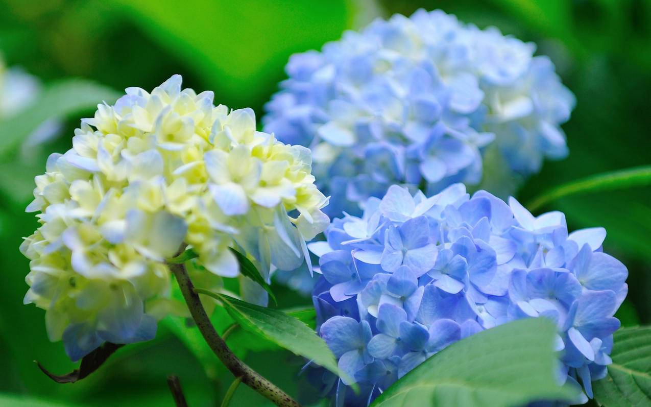 苹果手机退出了id但是开启了定位功能,这样还可以定位麽?别人知道我的位置麽? ， 苹果退出ID后还能定位吗?  - 55dz账号网