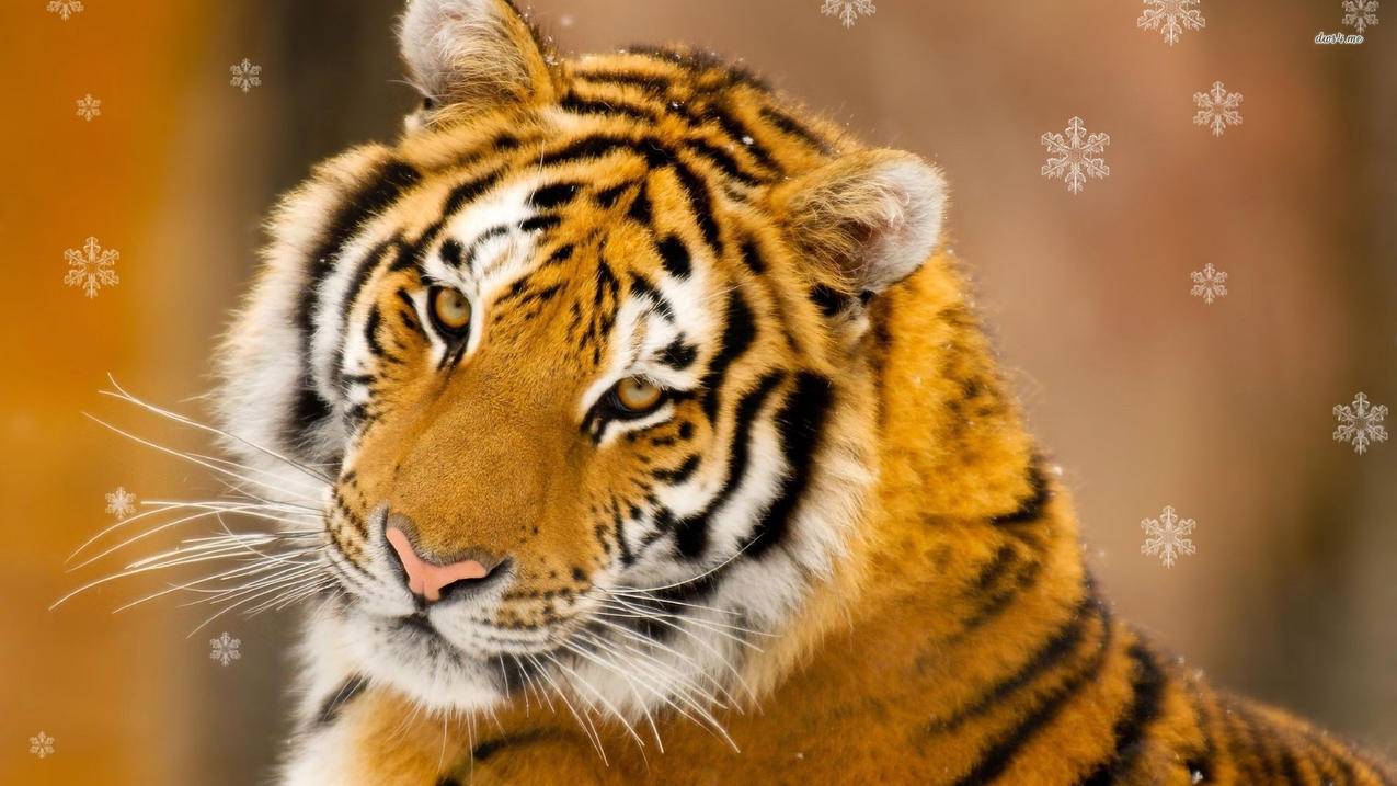 探索iOS TikTok小火箭  ( 小火箭代理服务器地址 ) - 55dz账号网