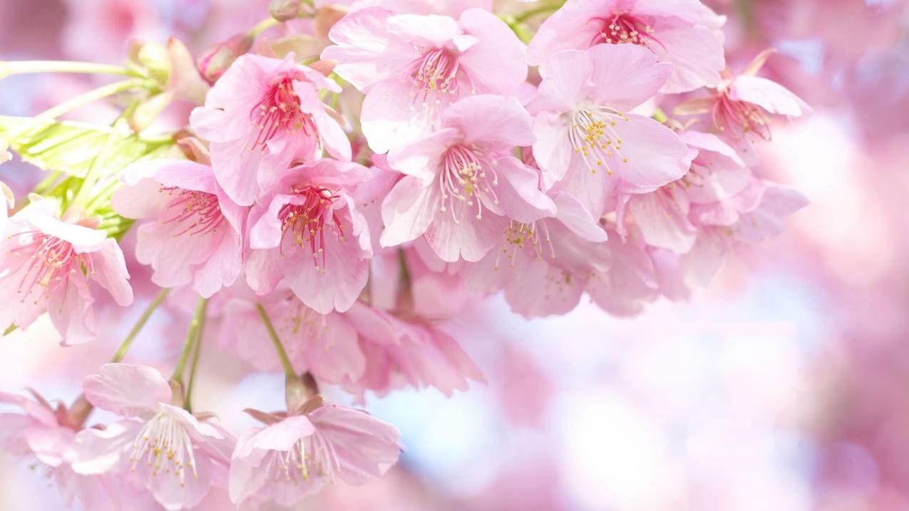 越南appleid忘记了怎么退出啊 - 各区苹果ID - 55dz账号网