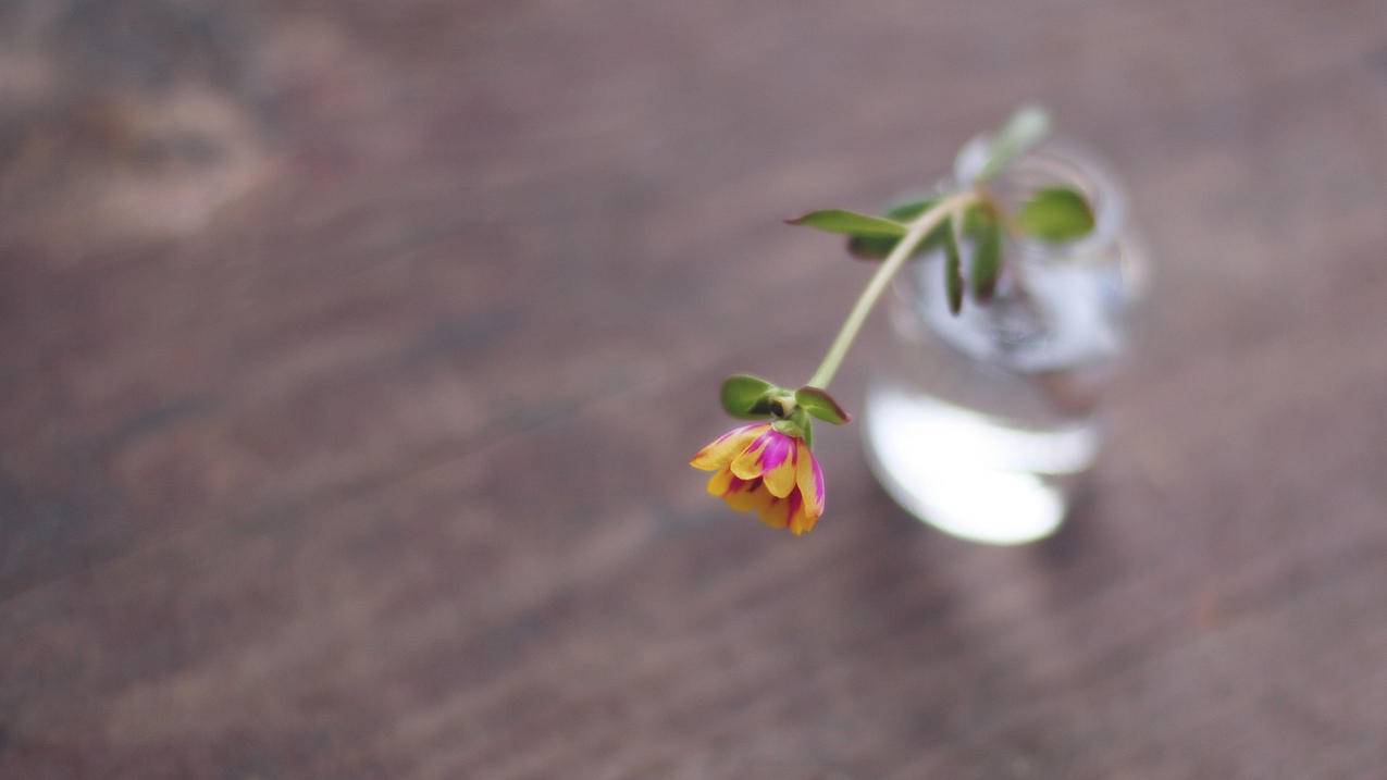 一个苹果id怎么关闭共享照片 ， 苹果手机的照片共享怎么关闭?  - 55dz账号网